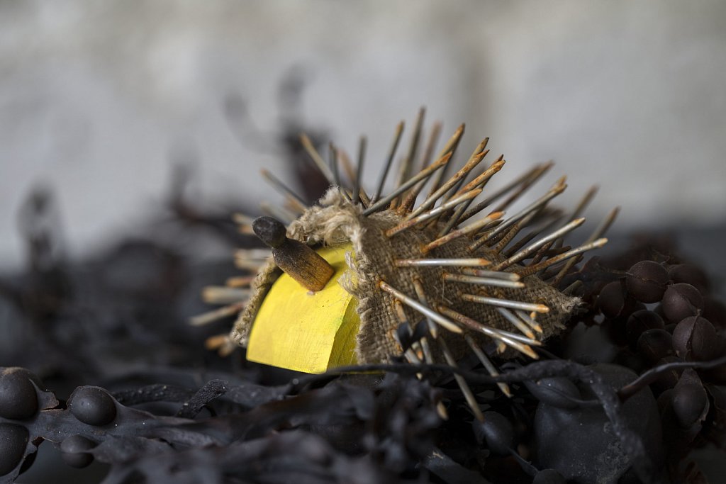 Hedgehog on Seaweed