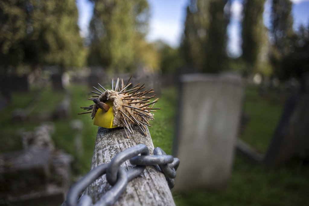 Hedgehog in Cemetry