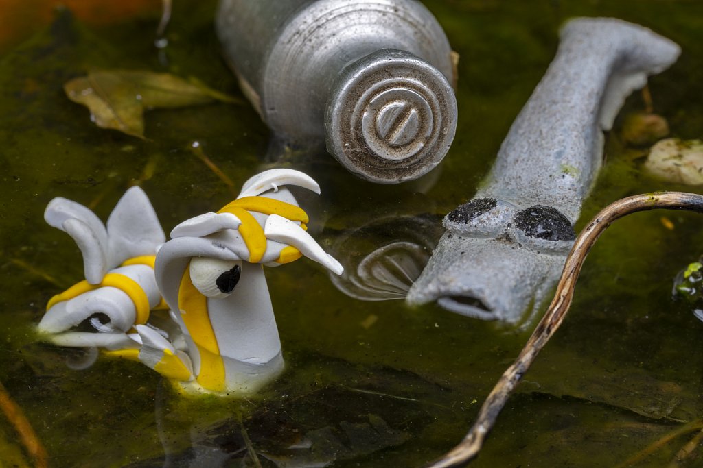 Duck in polluted pond