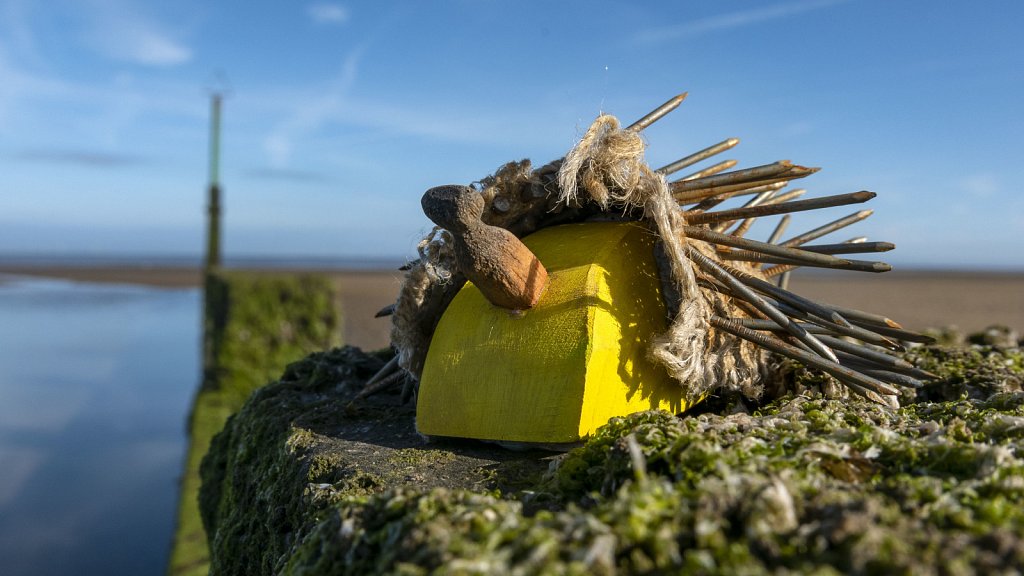 Hedgehog on Breakwater