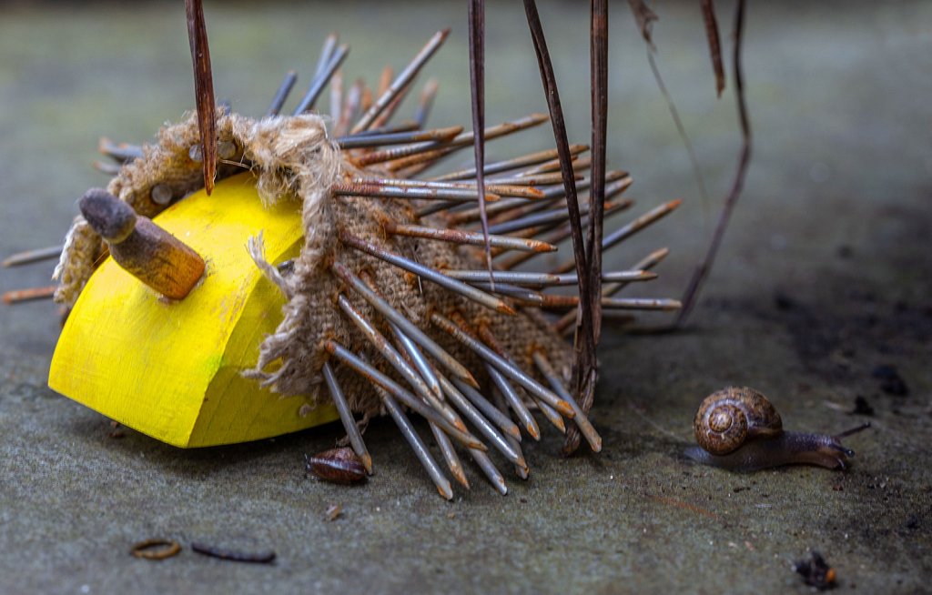 Hedgehog and Snails