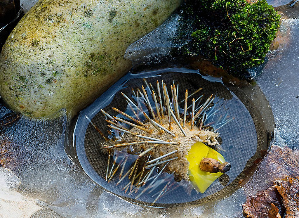 Hedgehog in Ice Pool